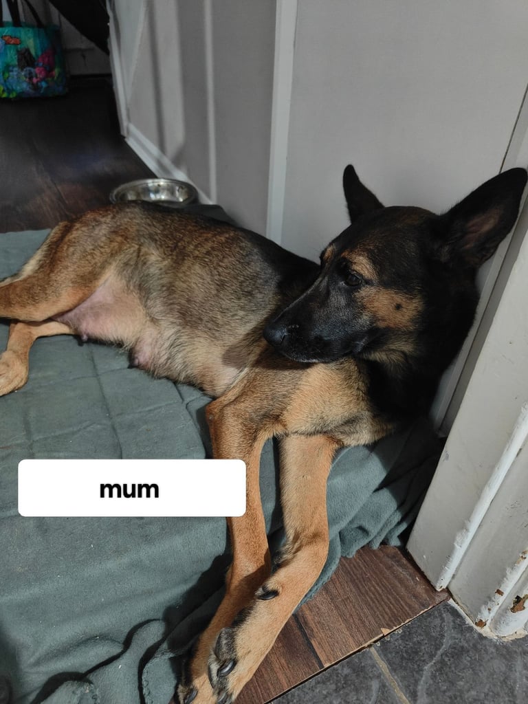 6 adorable Belgian malinois puppy's for sale 