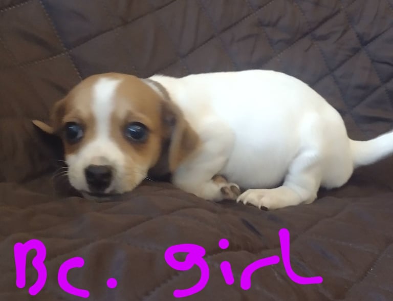 Beautiful jack Russell puppies 