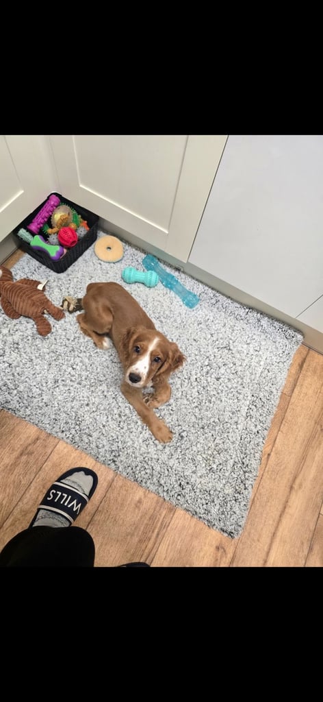 image for Cocker spaniel female pup 