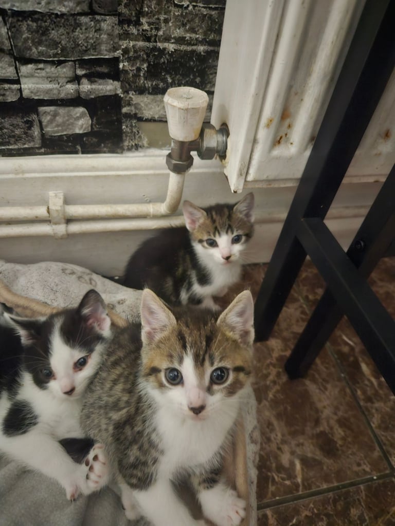 image for Kittens ready for new lovong homes
