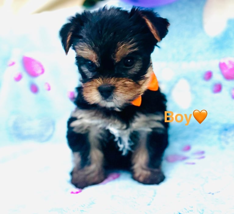 Miniature Yorkshire terrier