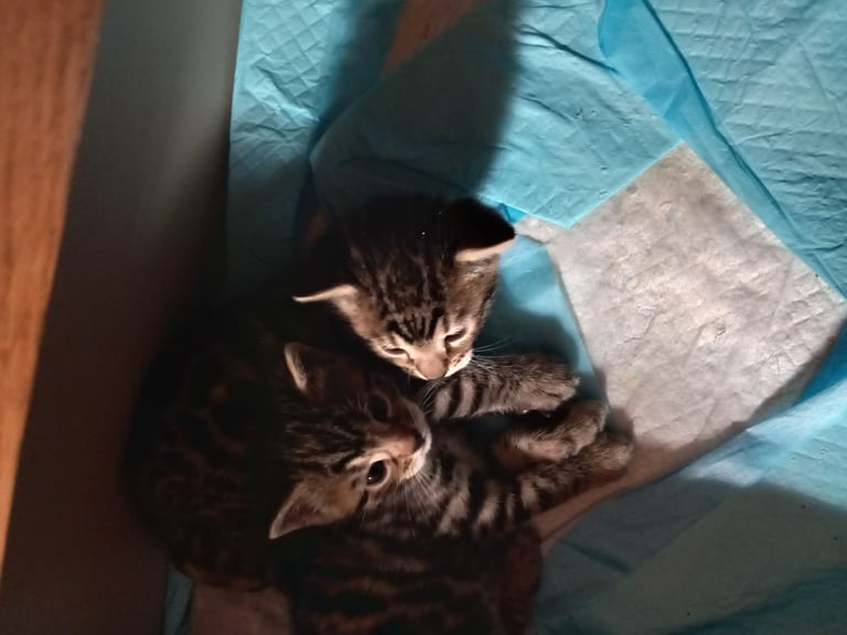 Stunning bengal kittens