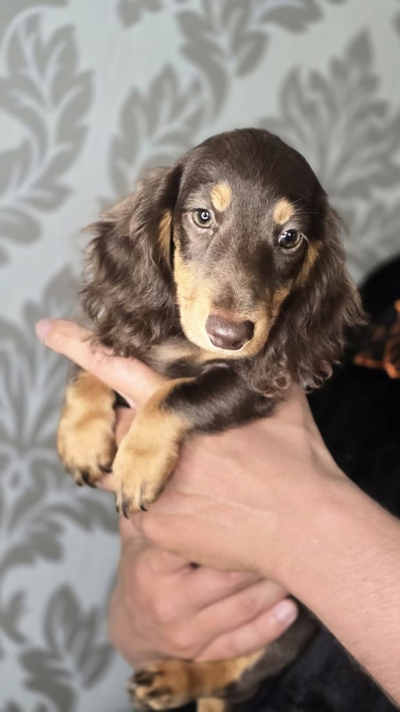 Miniature Long-Haired and short-haired 