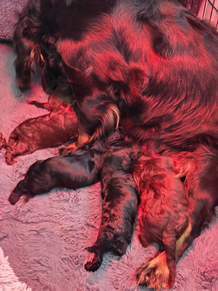Gorgeous F1 Cockapoo Puppies