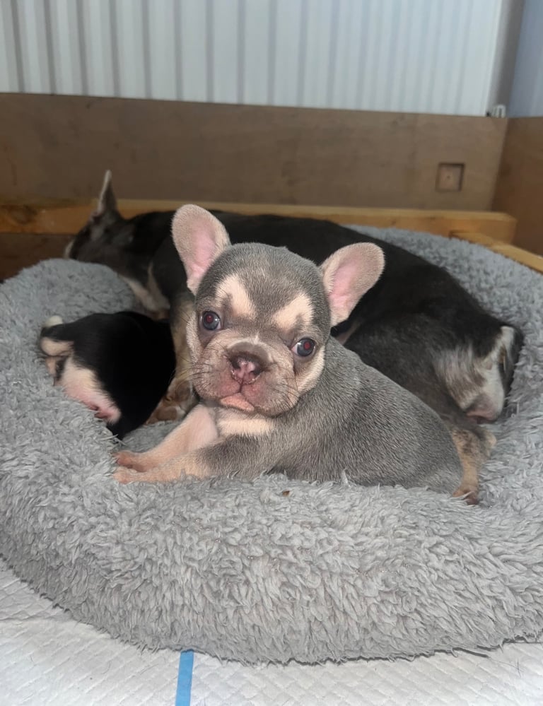 🩷FRENCHIE PUPS FOR SALE🩷