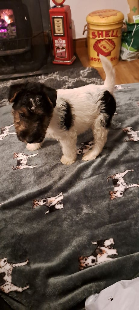 Wire haired fox terrier puppies 