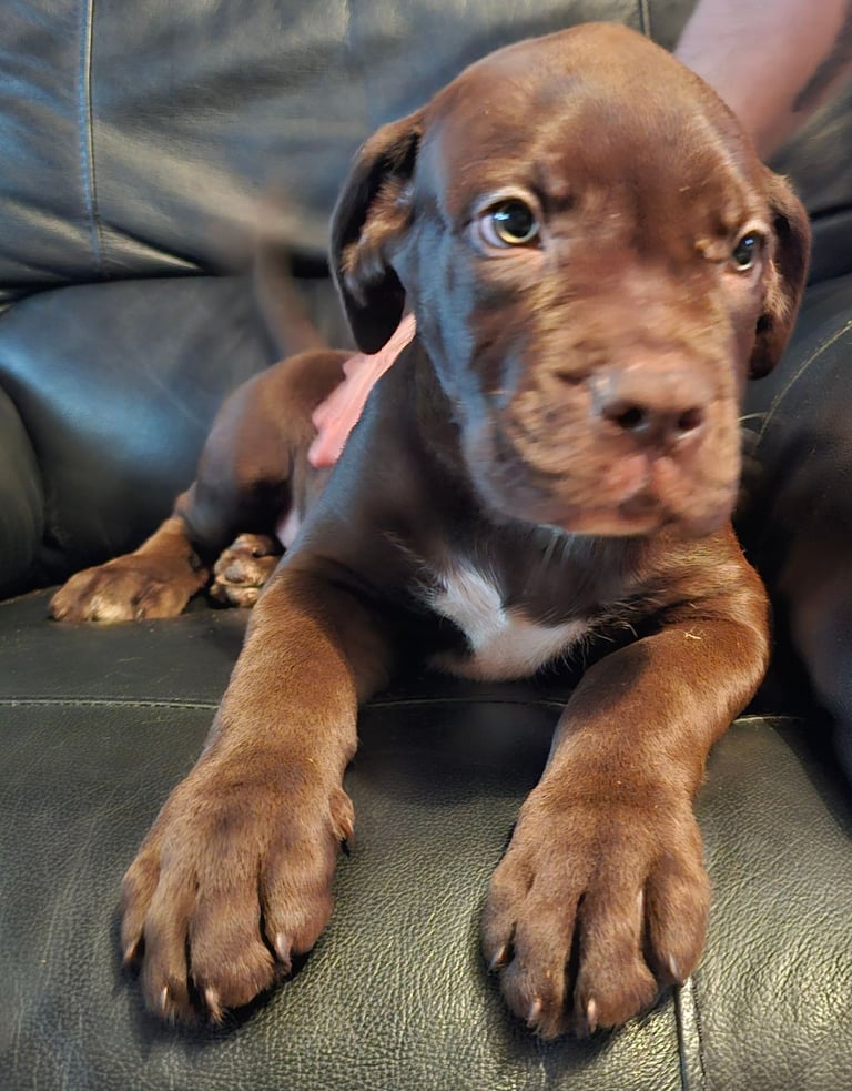 image for Mixed mastiff 