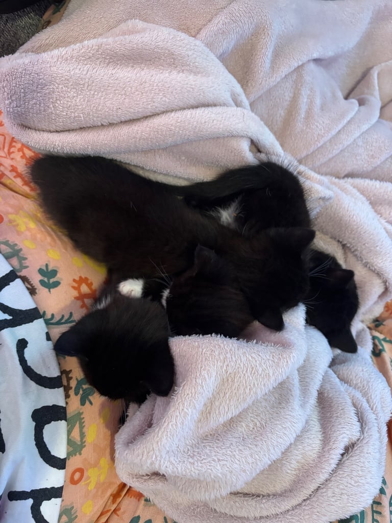 3 kittens for sale!!