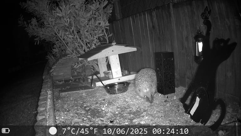 DL502 trail camera