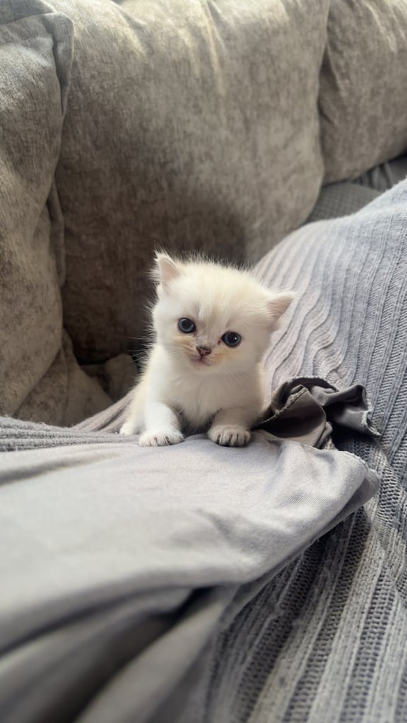 Silver tip scottish straight persian silvertip mix breed 