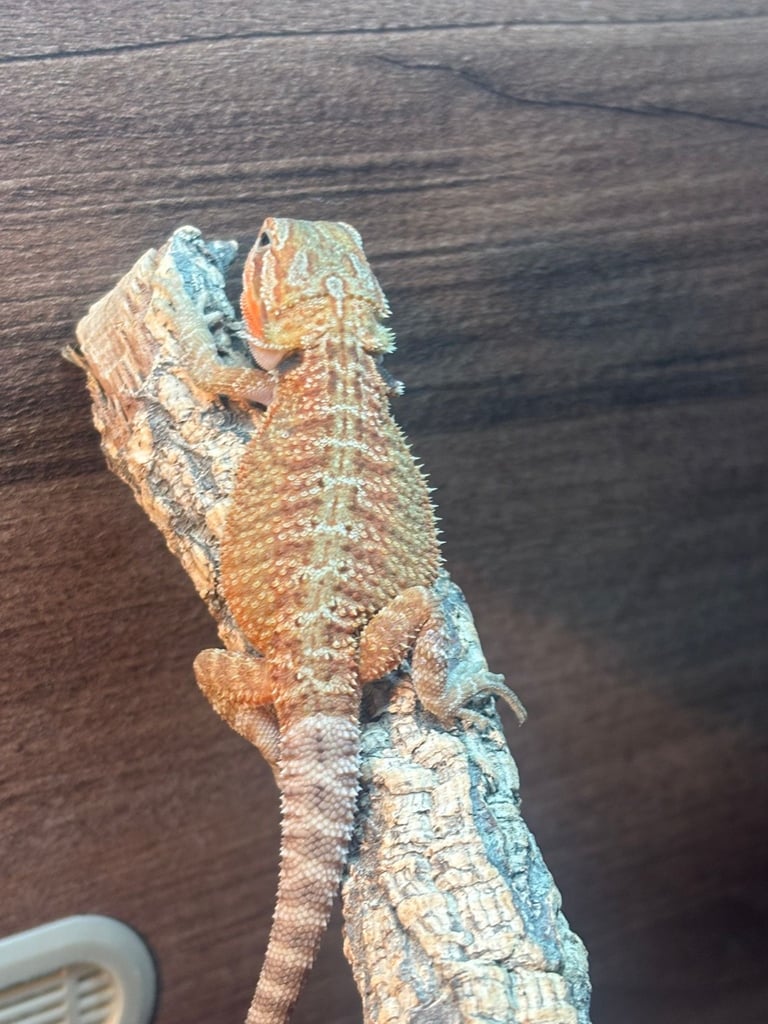 Baby beardies
