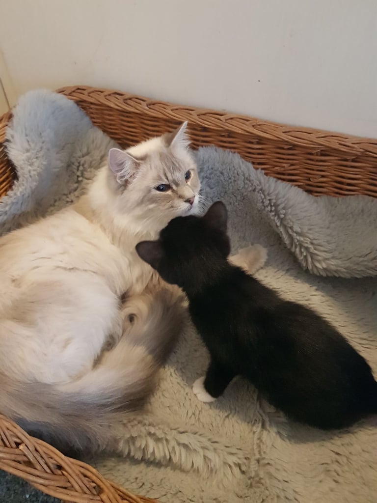 Ragdoll cross Turkish Angora kittens 