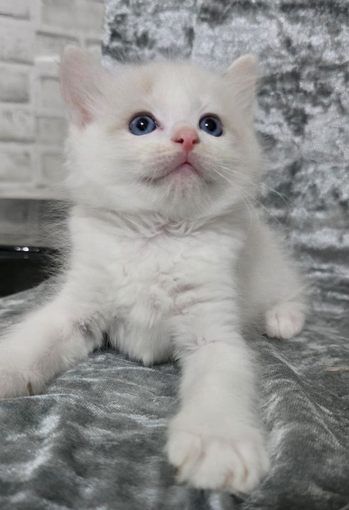 Stunning Ragdoll Male Kittens 