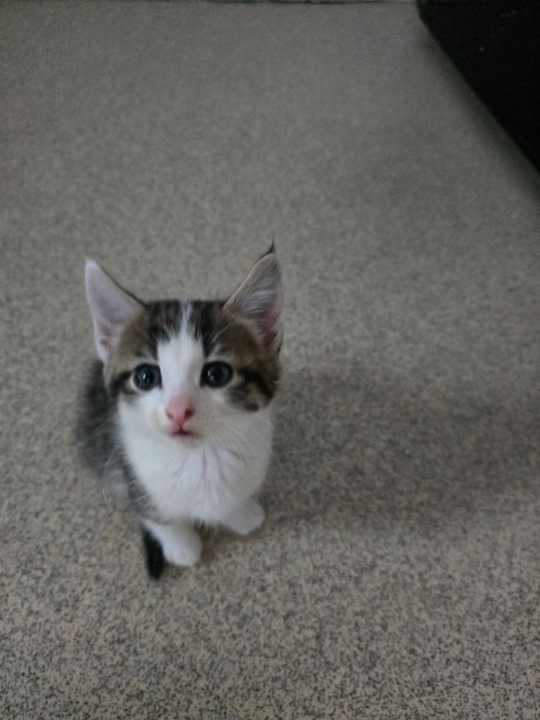 4 beautiful kittens 