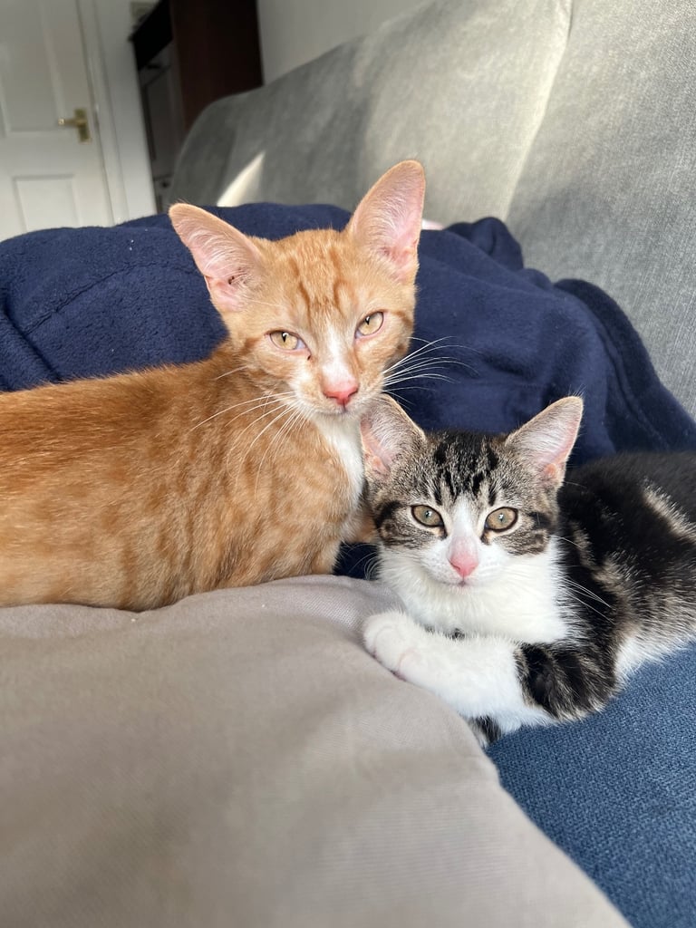 two loving kittens (must go together)