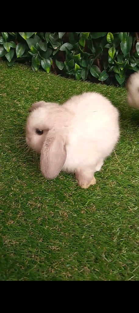 image for Mini lops (pedigree) belfast