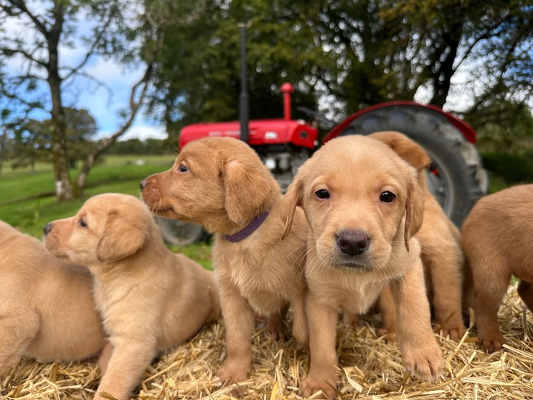 Labrador Retriever Puppies