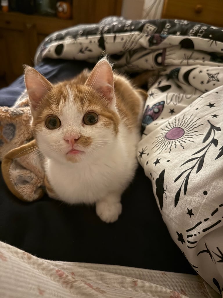 KITTEN GINGER MALE