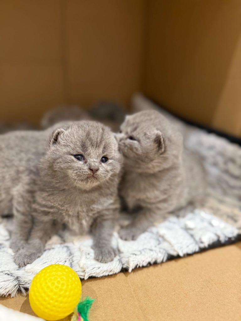 BSH kittens - All SOLD 