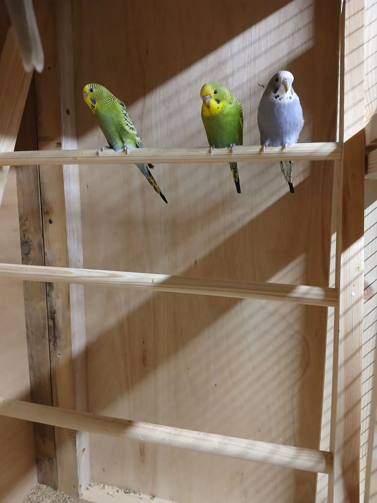 Baby Budgies. Lovely colours.