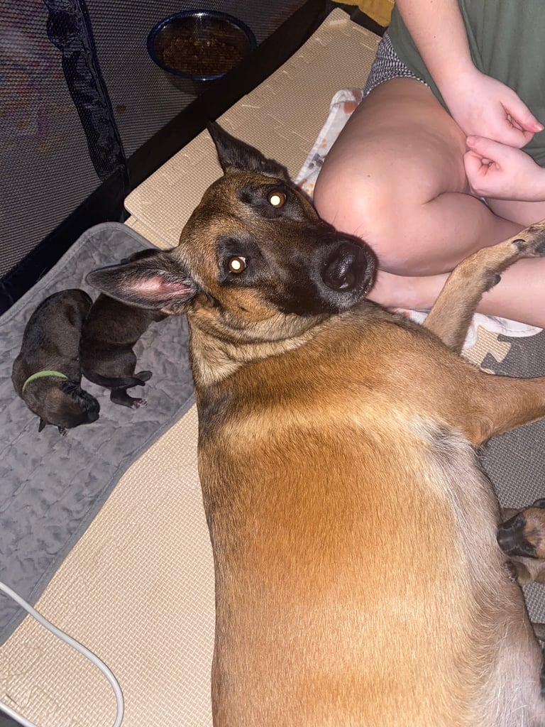 Belgium malinois x bull lurcher puppy’s 