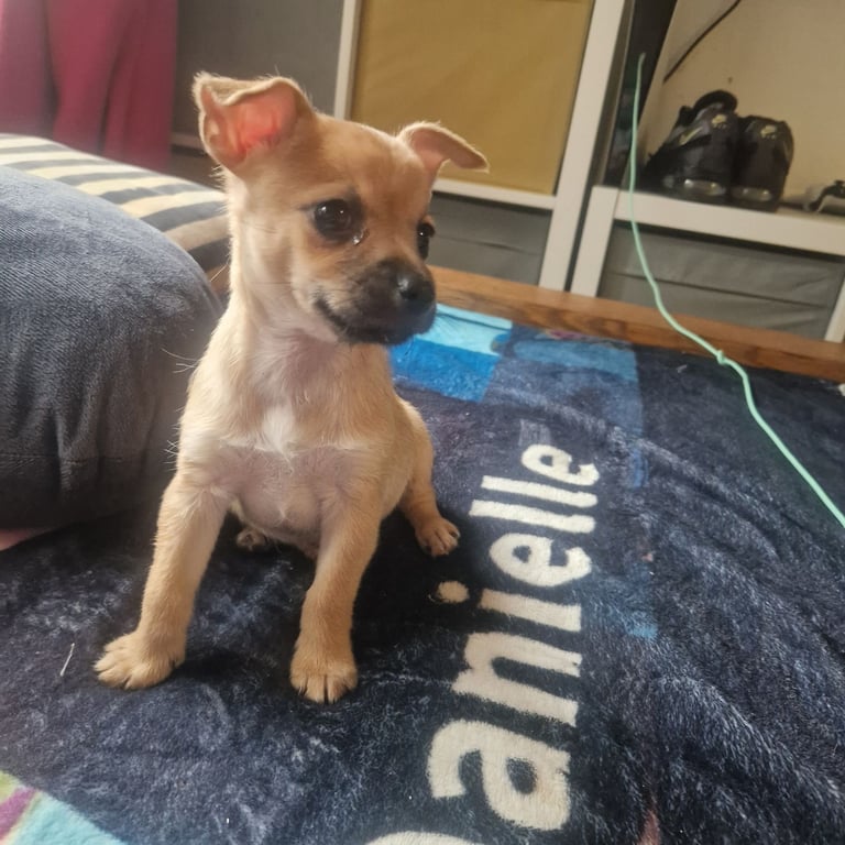 Beautiful little boy 