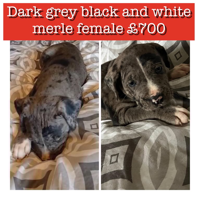 image for Gorgeous Merle cane corso X staffy pups 