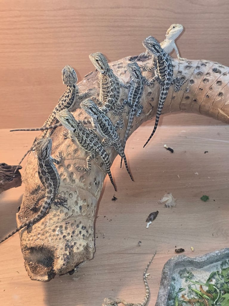 Baby bearded dragon with tint red 2 for £90