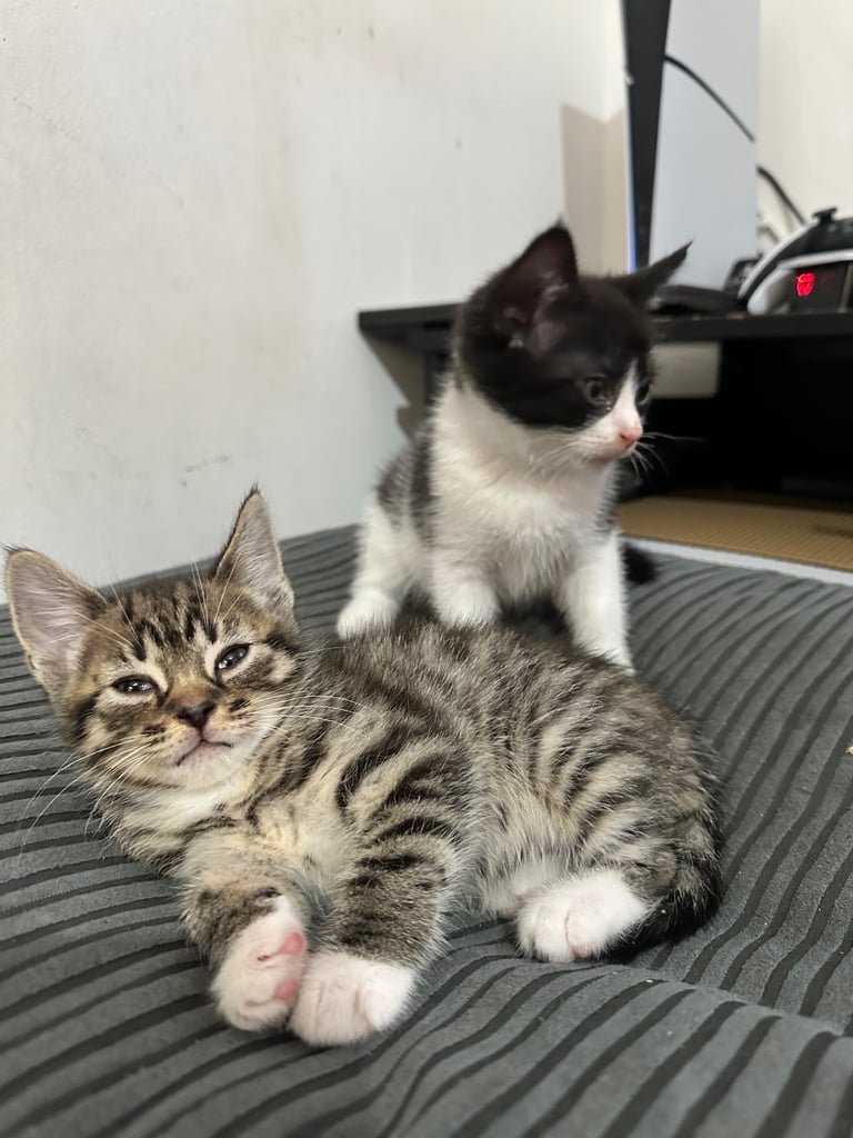 🐾 Adorable Kittens Ready for Their Forever Homes! 🏡