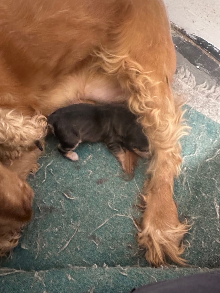 Show type cocker spaniel