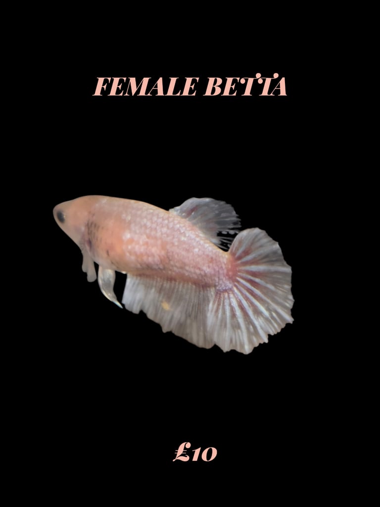 image for Betta fish 