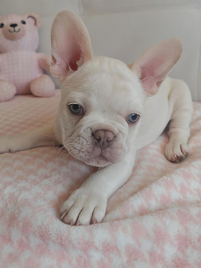 LAST ONE!! PRICE DROP !!PLATINUM MALE Chocolate merle and lilac fluffy carriers french bulldog