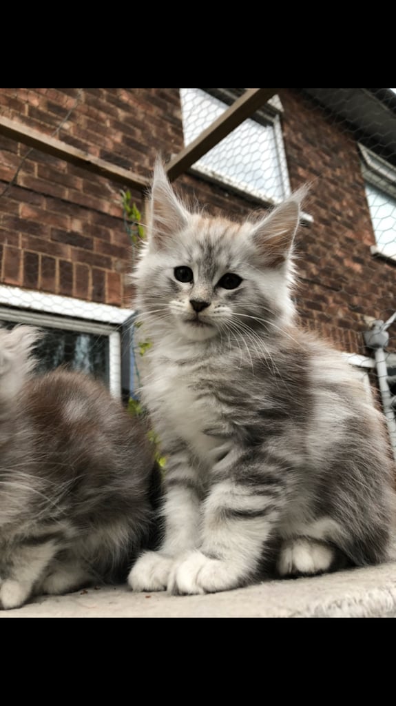 Maine coon kittens ready now