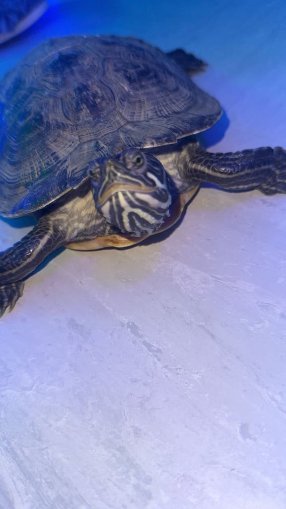 Ricco the turtle