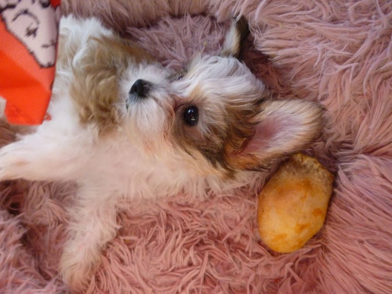 Yorkshire Terrier Colourful Puppies- Last Tiny Girl left