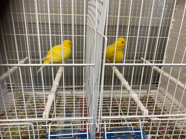 image for Fife canaries for sale