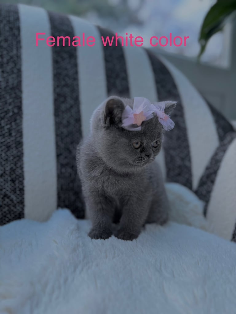 British Shorthair Kittens Silver