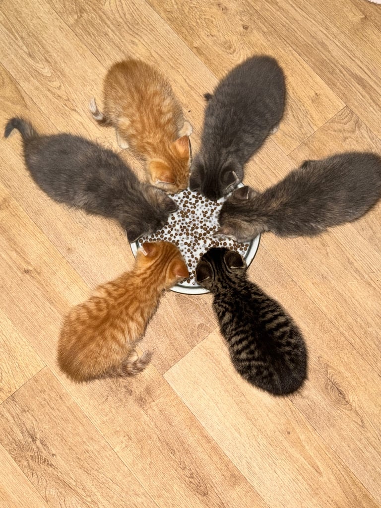 8 week old kittens ready for forever home! 