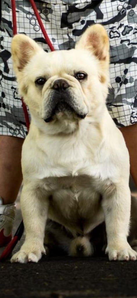 3 year old fluffy frencie male looking for loving home 