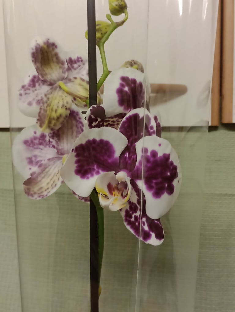 image for Orchid plants