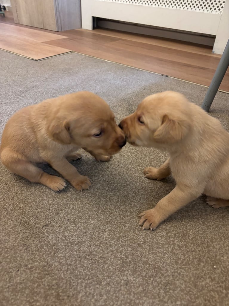 Red fox Labrador puppies for sale 