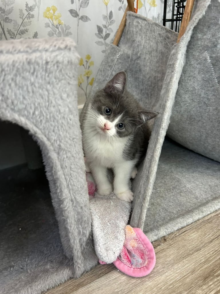 British short hair x tabby 