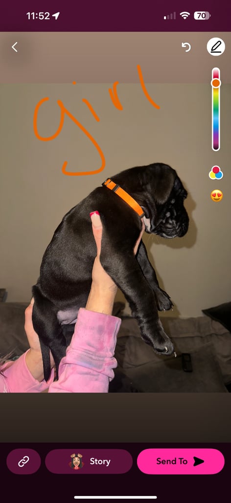 image for Cane corso/ Great Dane puppies ✨✨