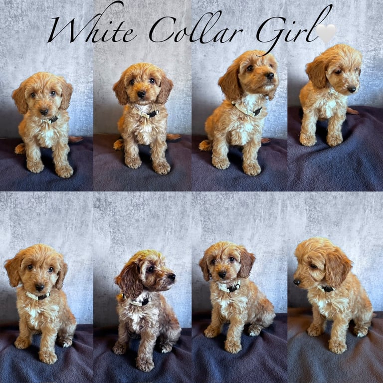 READY NOW-Adorable F1B cockapoo puppies