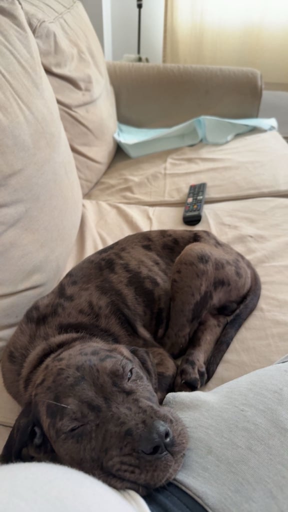 Stunning cane corso puppy (Boy)
