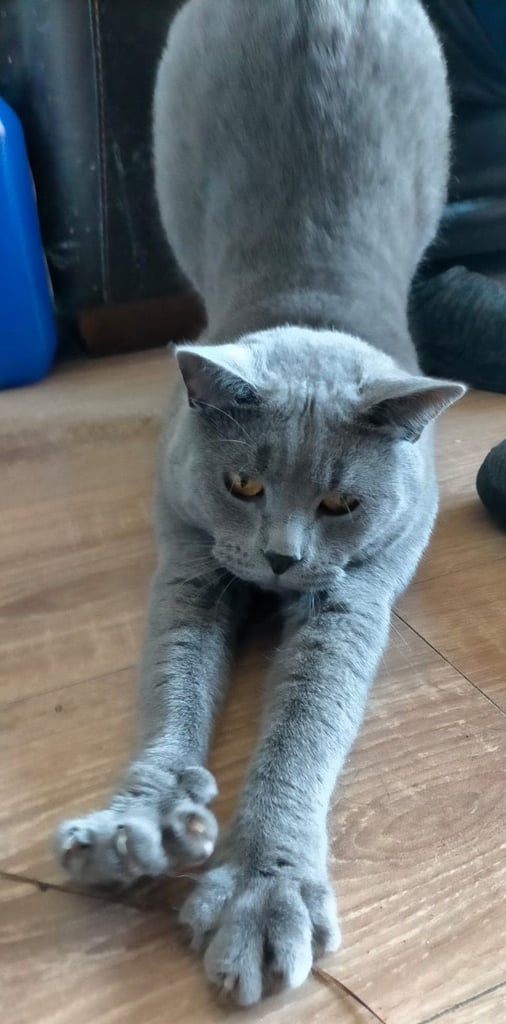 Blue British shorthair kitten 10 months old 