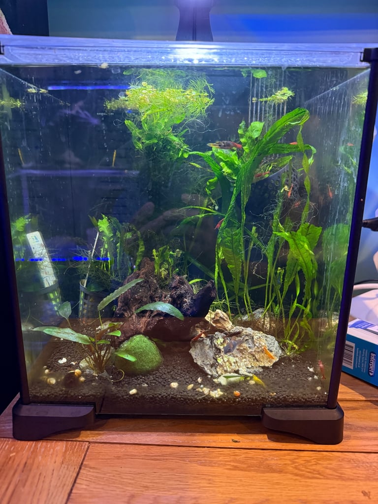 Fluval Betta tank
