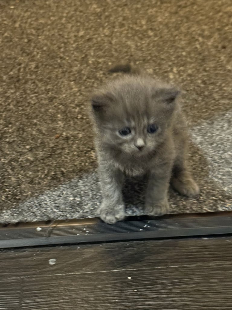 Maine coon / Persian/ British Blue mix - cute grey fluffy kitten ready to leave now