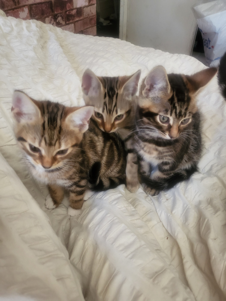 75% Bengal kittens