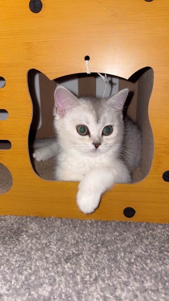 Kitten 
